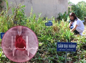 Thuốc chữa rối loạn nhịp tim từ cây nhà lá vườn cực kì hiệu quả